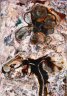<i>Ipomeapes caprae</i>… astringent…  -  Archival pigment on Hahnemühle Torchon paper. Image size: 66.7 x 95 cm, ed/5.